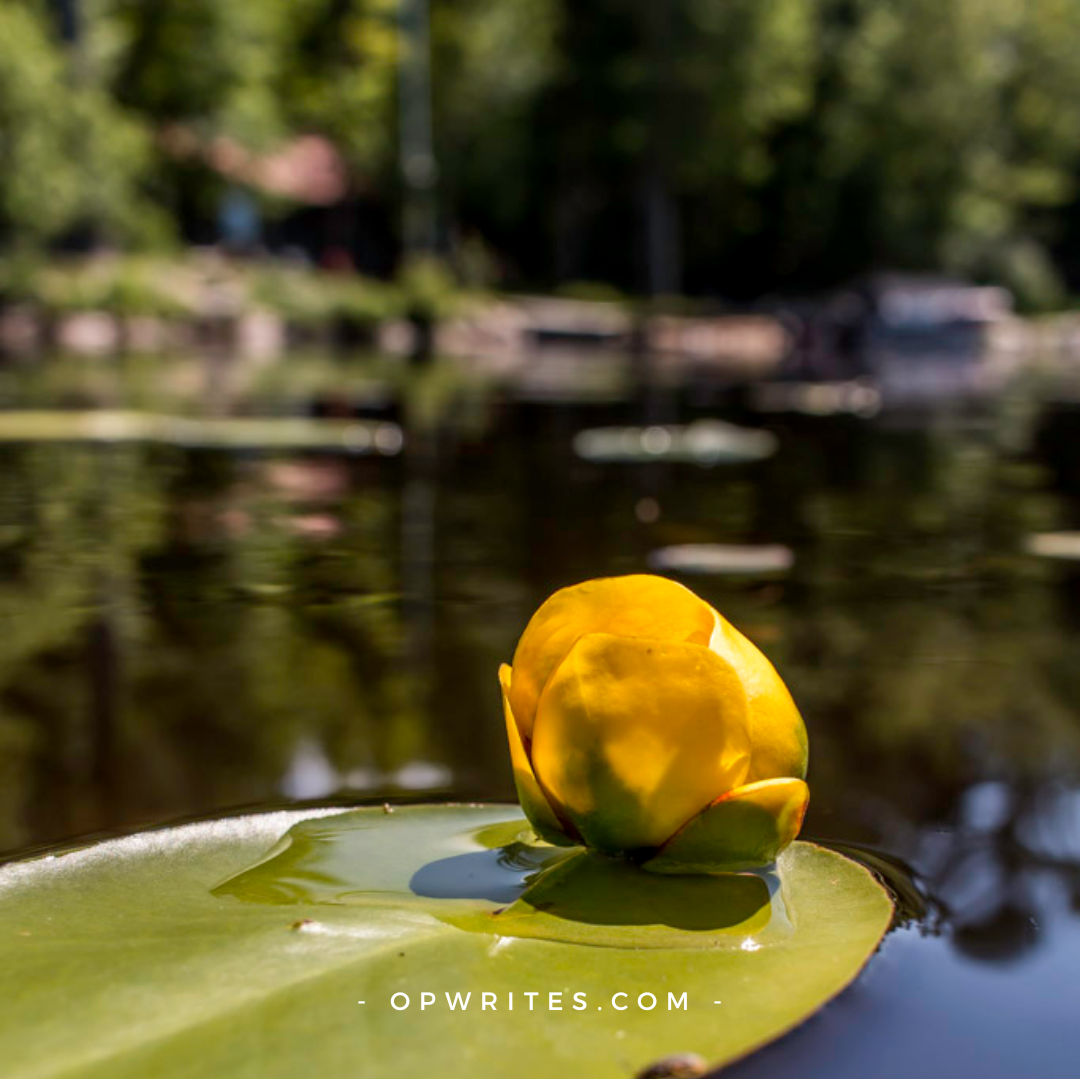 Muskoka lake view
