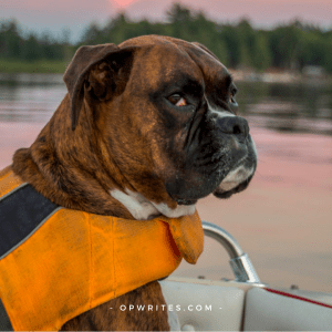 Reasons to buy a dog