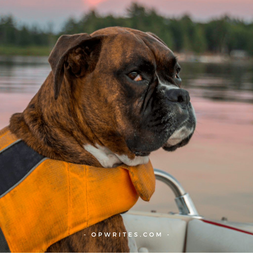 Reasons to buy a dog