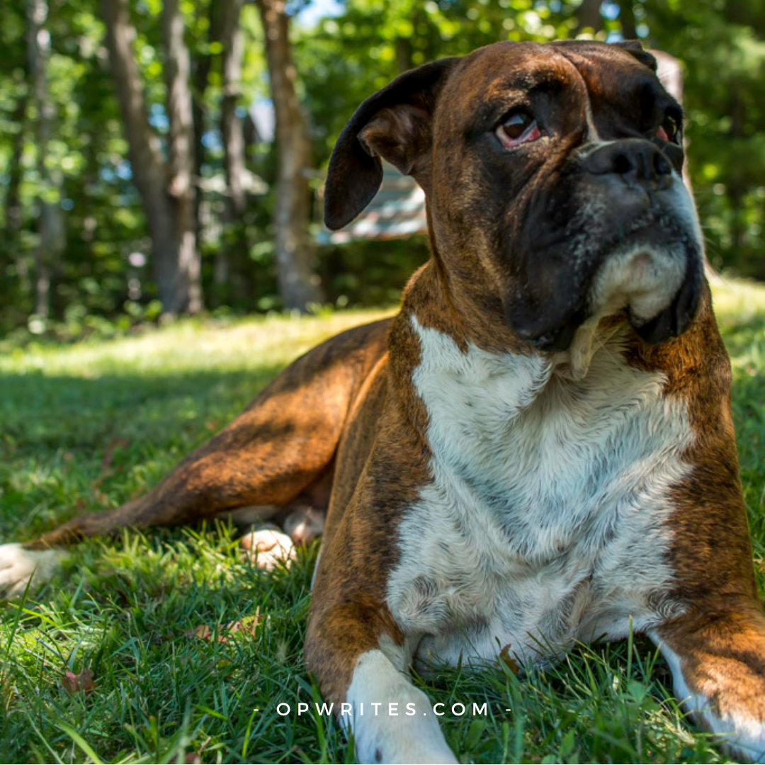 Life lessons from your dog