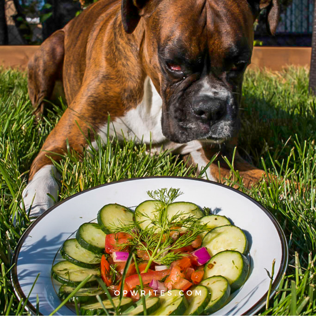 Summer salad recipes