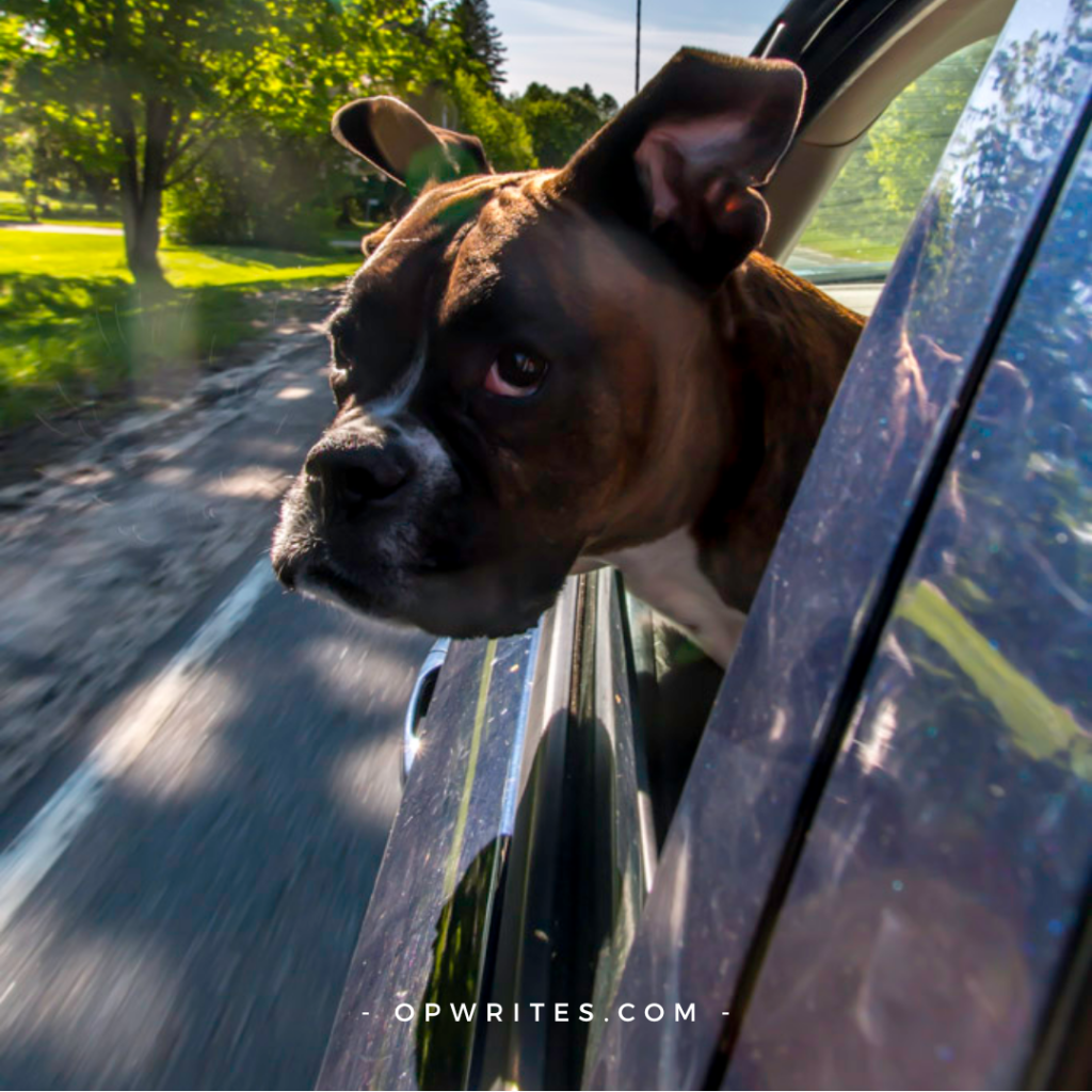 Dog's head out car window