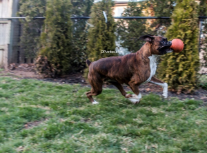 Why we should be more like dogs