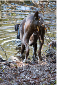 Olivia Puharski author 