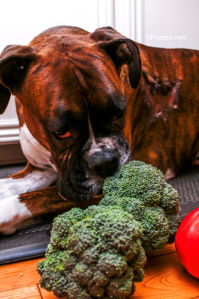 Recipes to Lose Weight 